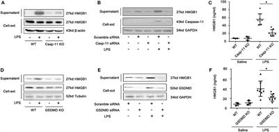 LPS Induces Active HMGB1 Release From Hepatocytes Into Exosomes Through the Coordinated Activities of TLR4 and Caspase-11/GSDMD Signaling